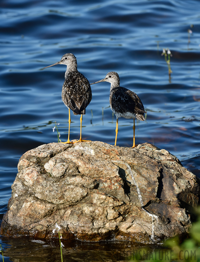 Tringa melanoleuca [400 mm, 1/640 Sek. bei f / 11, ISO 800]